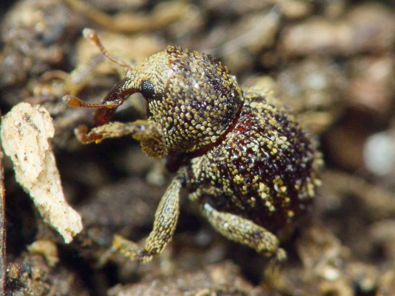 Acalles (Acalles) echinatus (Germar, 1824)